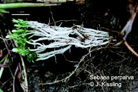 Image result for Sebaea