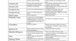 40 cogent brain structure function chart