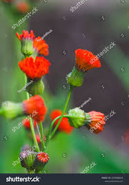 Image result for Emilia coccinea