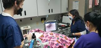 We were in flag when my dog got very sick. Canyon Hills Animal Hospital And Specialty Center 27 Photos 42 Reviews Veterinarians 23259 La Palma Ave Yorba Linda Ca Phone Number
