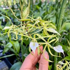 Image result for Vandellia subracemosa