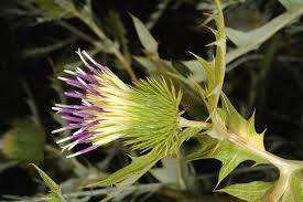 Image result for Dasylepis racemosa