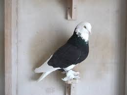 West Of England Tumblers Pigeons For Sale Pigeon Breeds Pet Pigeon
