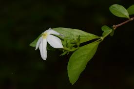 Image result for Heinsia