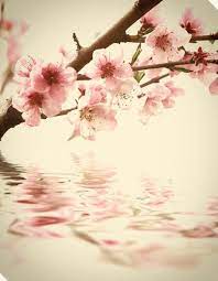 Cherry Blossom Beautiful Flowers Most Beautiful Flowers Flowers