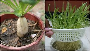 Tingkat konsumsi kangkung oleh masyarakat ini membuat sayuran kaya vitamin ini. 6 Sayuran Yang Gampang Ditanam Dan Cepat Panennya Pakai Media Botol Yang Diisi Air Pun Bisa