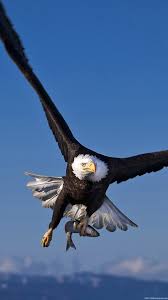 Explore and download tons of high quality eagles wallpapers all for free! Eagles Wallpapers Hd Eagle 1080x1920 Download Hd Wallpaper Wallpapertip