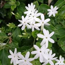 Image result for Jasminum schimperi