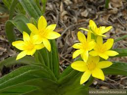 Image result for Hypoxis