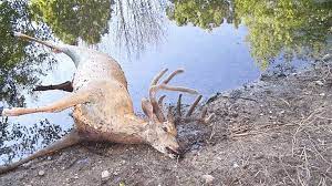Here S A Look At The Difference In Ehd And Cwd In Whitetail Deer