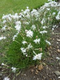 Image result for Caryophyllaceae