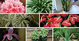 Bring some colour to your world with this beautiful selection of plants, seeds and bulbs. 10 Indoor Plants That You Can Grow In Your House Right Now The Better India