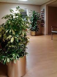 Greenscape Horticultural Services Just Another Wordpress Site Schefflera Plants Plant Decor