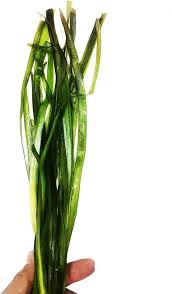 Image result for Vallisneria spiralis