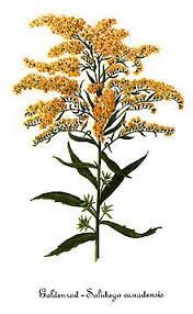 Goldenrod Drawing Google Search Flower Illustration Goldenrod Flowers