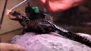 Check spelling or type a new query. Feeding The Smooth Fronted Caiman Youtube