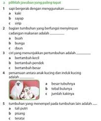50 Microsoft Word Ideas Ipa Semester Microsoft Word
