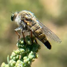 Image result for Heteropogon