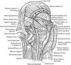 Hip anatomy, function and common problems. Nerves Of The Hip And Thigh Dummies