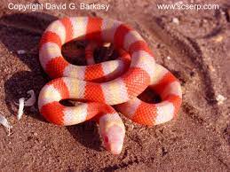 Albinohonduranmilksnake001 Jpg 1 260 945 Pixels Milk Snake Small Snakes Snake