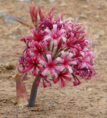 Image result for Ammocharis