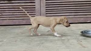 Kanni Chippiparai 30 Days Puppy Youtube I finally found all our puppy pictures of her. youtube