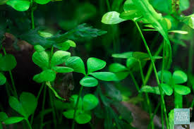 Image result for Marsilea villifolia