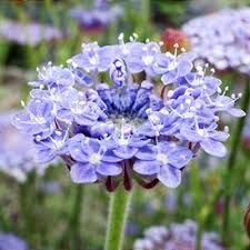 Image result for Tinnea coerulea