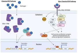 Image result for Sequential Estrogen Replacement