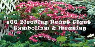 Meaning, pronunciation, synonyms, antonyms, origin, difficulty, usage index and more. 66 Bleeding Heart Plant Symbolism Meaning