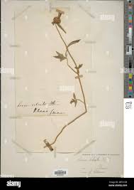 Image result for Leucas neuflizeana