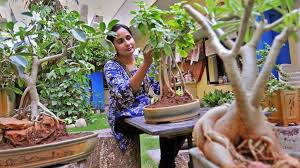 Mengenal Bonsai Beringin Jenis Cara Menanam Dan Merawatnya Rumah Com