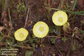 Image result for Grielum