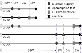 Kate spade new york vintage cherry dot™ insulated food container. Frontiers Effects Of Aging On Levo Dihydroxyphenylalanine Induced Dyskinesia In A Rat Model Of Parkinson S Disease Frontiers In Aging Neuroscience