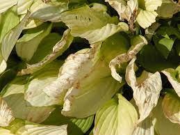 Shallow watering can cause brown tips on the leaves. Hosta Problems