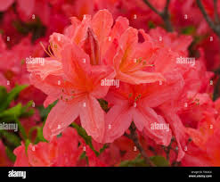 Image result for Rhododendron molle