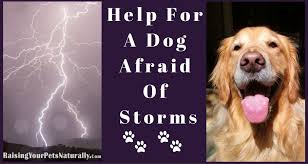 Dog Behavior Scared Dog Fearful Dog Training Dog Scared Of Thunder Dogs Scared Of Thunder Dogs Anxious Dog