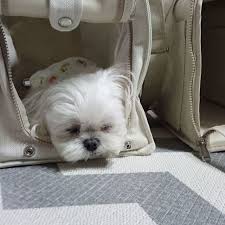 Follow Maltese Dog Love For More Via Jangmi Mom Love To Tag Please Do Maltese Malteseofinstagram Maltesers Maltes With Images Maltese Dogs Maltese Puppy Dogs