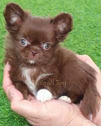 Chocolate Long Haired Chihuahua Puppy Long Haired Chihuahua Puppies Chihuahua Puppies Chihuahua Breeds