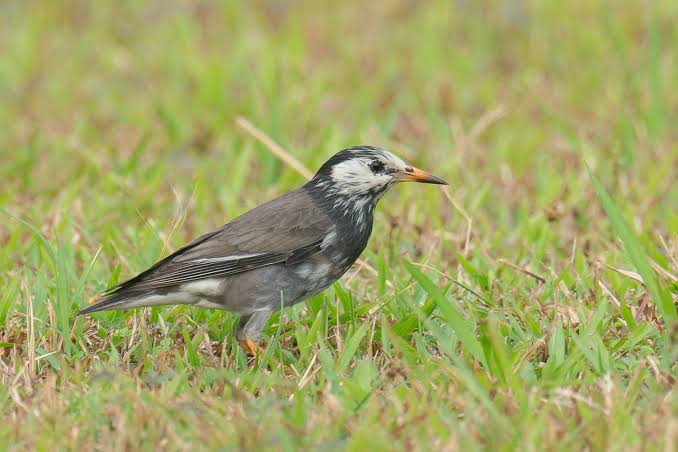 White-cheeked Starling – Birds of Singapore