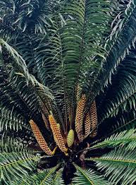 Image result for Encephalartos schmitzii