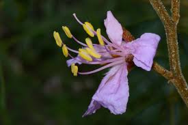 Image result for Baikiaea