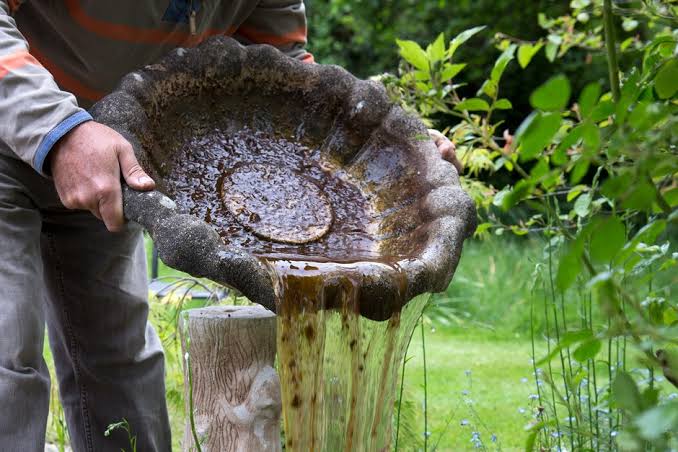 How To Maintain a Bird Bath 