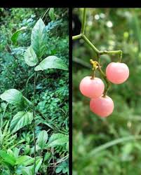 Image result for Cayratia gracilis