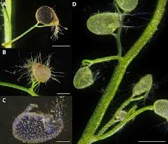Image result for Utricularia reflexa