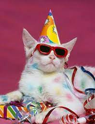 Party Cat Blank Template Imgflip