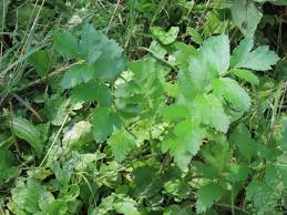 Some of them are highly edible and nutritious while others are very poisonous. Wild Parsnip Pastinaca Sativa Sweetest Of Edible Medicinal Wild Plants Song Of The Woods Studio