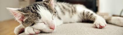 You can put a cat up for adoption online. How To Adopt A Cat Adopting A Cat From A Shelter Rescue Vets