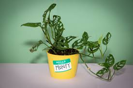 If you're trying to grow houseplants indoors, you'll find that some rooms of your house are low in natural light. 6 Tips For How To Care For Your Houseplants Life Kit Npr
