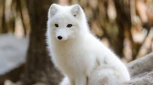 All pictures of arctic foxes on our online art gallery support the conservations that help endangered species. Baby It S Cold Outside How The Arctic Fox Survives Frigid Temps Howstuffworks